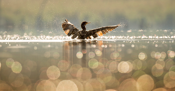 Duck flying out of the water